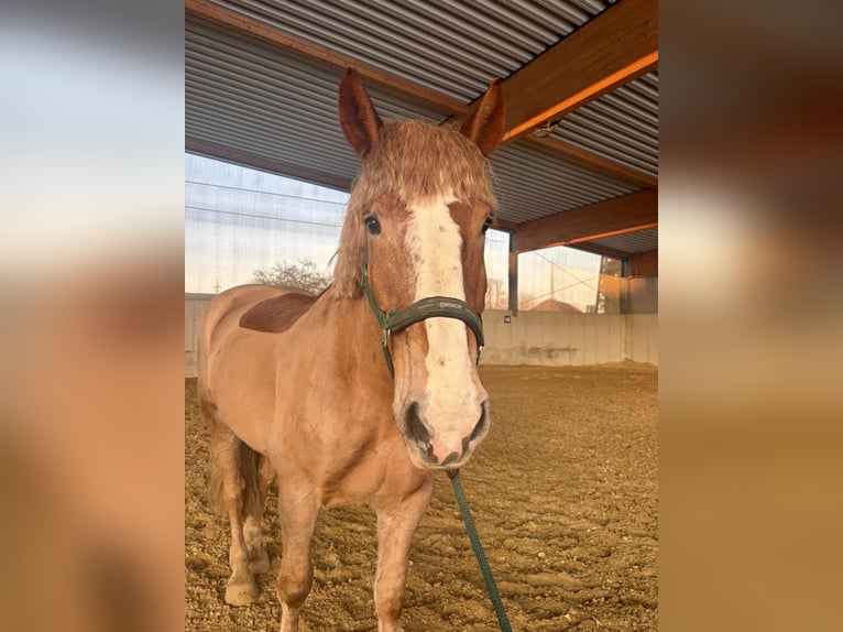 Belgisches Kaltblut Mix Wallach 8 Jahre 173 cm Fuchs in Amstetten