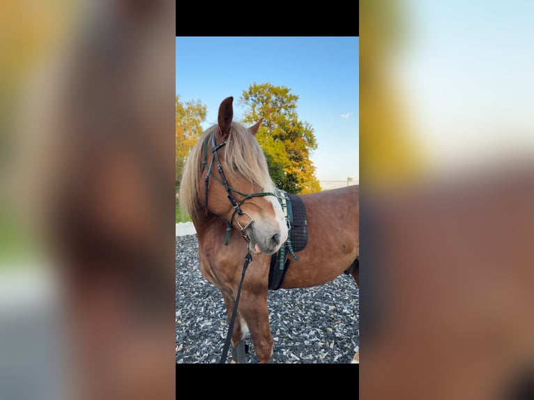 Belgisches Kaltblut Mix Wallach 8 Jahre 173 cm Fuchs in Öhling
