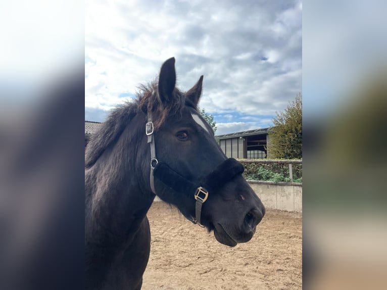 Belgisches Kaltblut Wallach 9 Jahre 172 cm Rappe in Willich