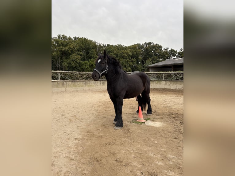 Belgisches Kaltblut Wallach 9 Jahre 172 cm Rappe in Willich