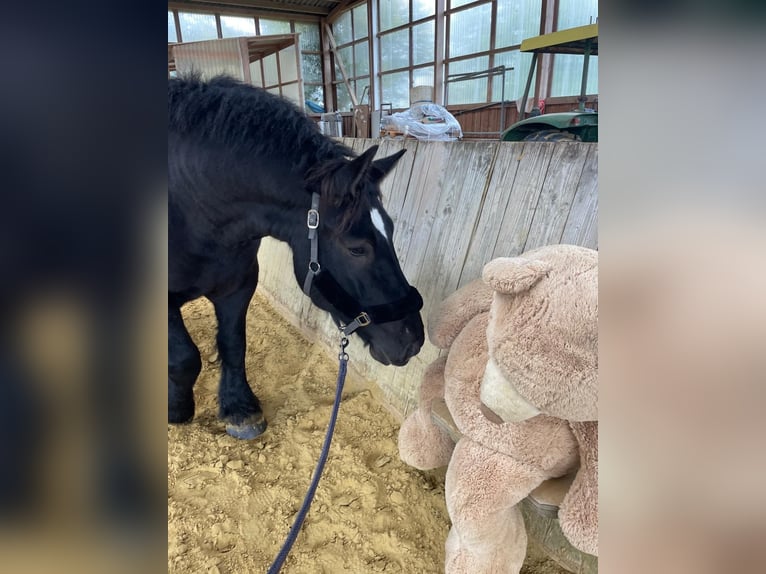 Belgisches Kaltblut Wallach 9 Jahre 172 cm Rappe in Willich