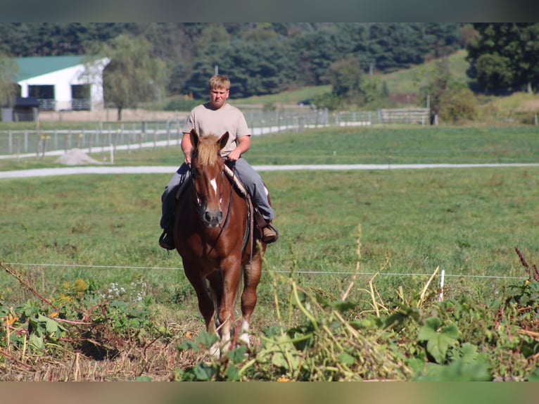 Belgisches Kaltblut Wallach 9 Jahre 180 cm Rotfuchs in Millersburg