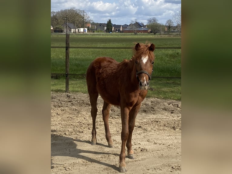 Belgisches Reitpony Hengst 1 Jahr 126 cm  in GROTE-BROGEL