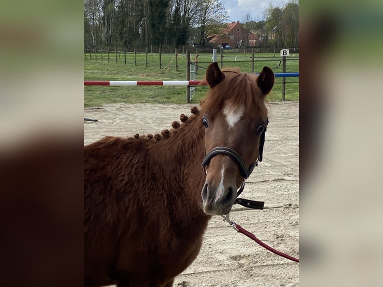 Belgisches Reitpony Hengst 1 Jahr 126 cm  in GROTE-BROGEL