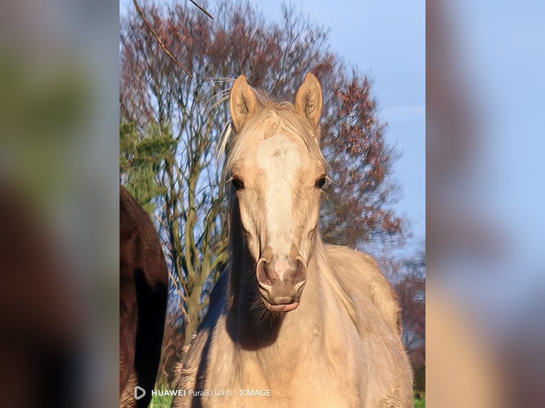 Belgisches Reitpony Hengst 1 Jahr 145 cm Palomino in Selfkant