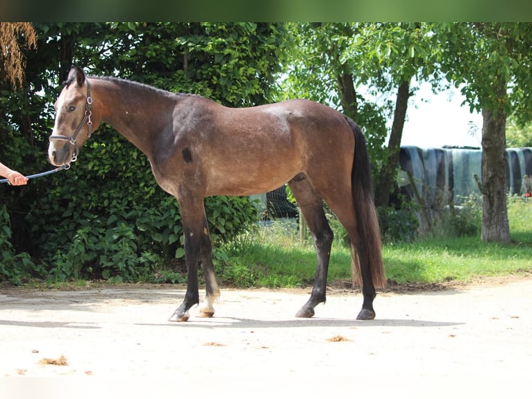Belgisches Reitpony Hengst 2 Jahre 148 cm in GROTE-BROGEL