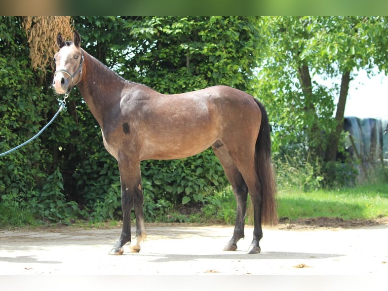 Belgisches Reitpony Hengst 2 Jahre 148 cm in GROTE-BROGEL