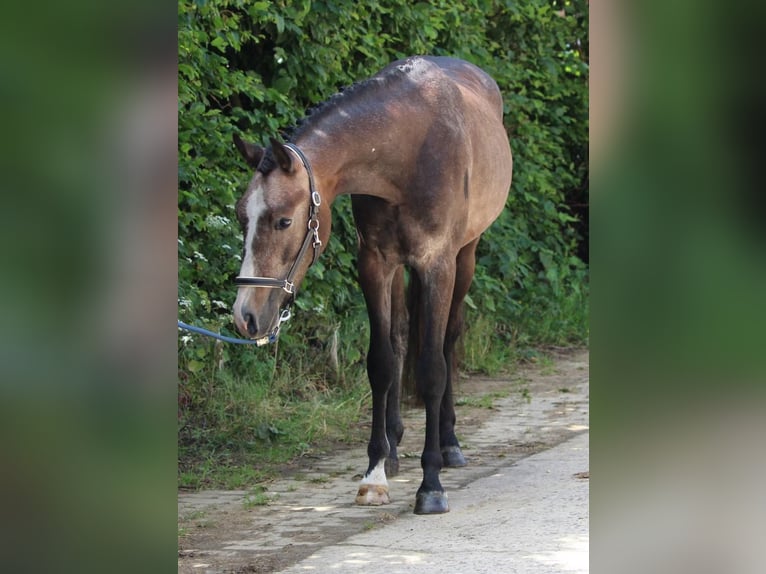 Belgisches Reitpony Hengst 2 Jahre 148 cm in GROTE-BROGEL