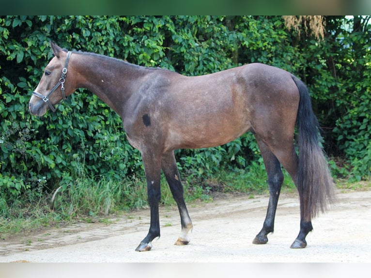 Belgisches Reitpony Hengst 2 Jahre 148 cm in GROTE-BROGEL