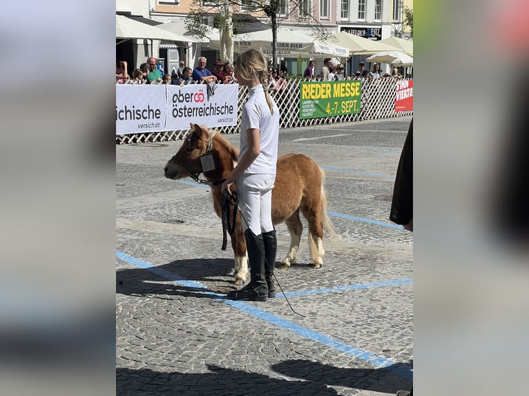 Belgisches Reitpony Hengst 2 Jahre 80 cm Hellbrauner in Uttendorf