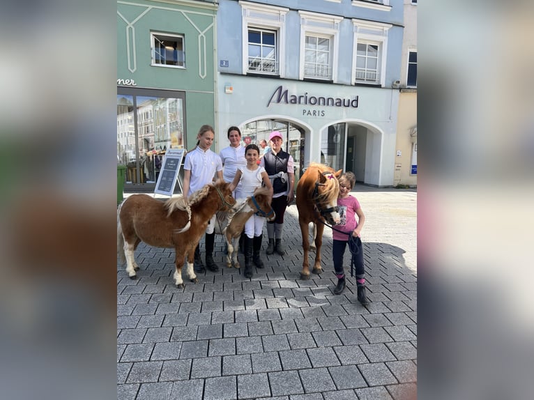 Belgisches Reitpony Hengst 2 Jahre 80 cm Hellbrauner in Uttendorf