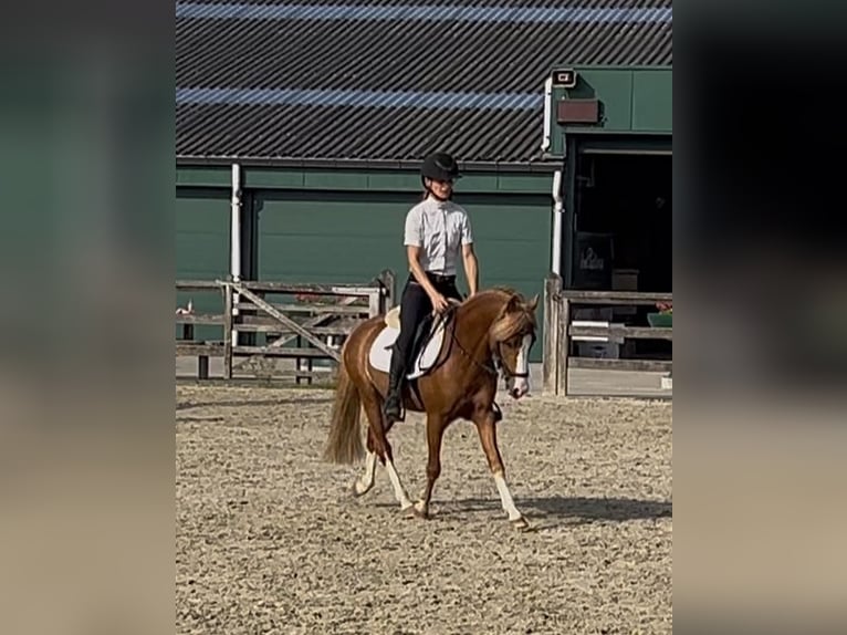 Belgisches Reitpony Hengst 3 Jahre 126 cm Fuchs in GROTE-BROGEL