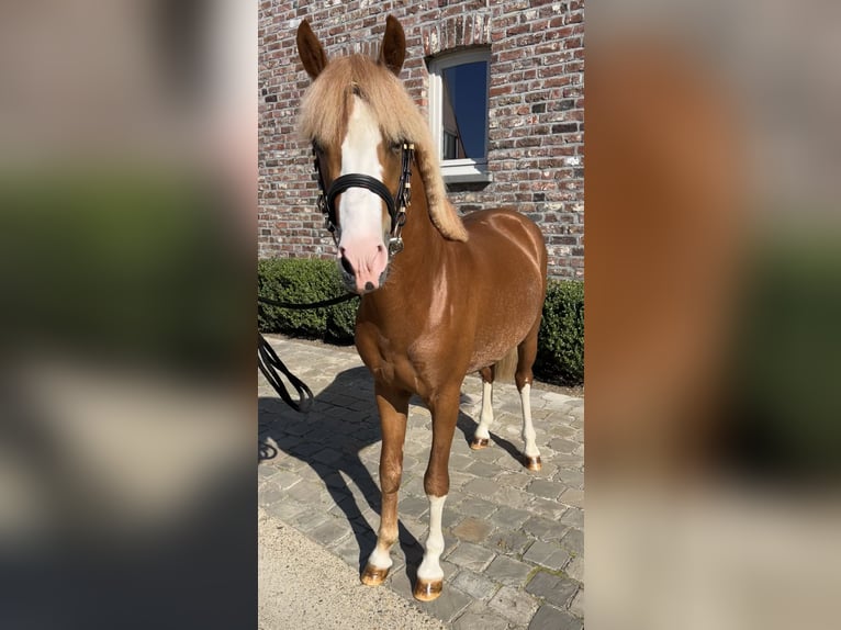 Belgisches Reitpony Hengst 3 Jahre 126 cm Fuchs in GROTE-BROGEL