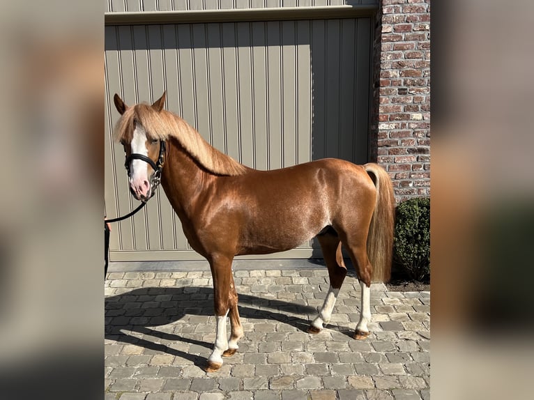 Belgisches Reitpony Hengst 3 Jahre 126 cm Fuchs in GROTE-BROGEL