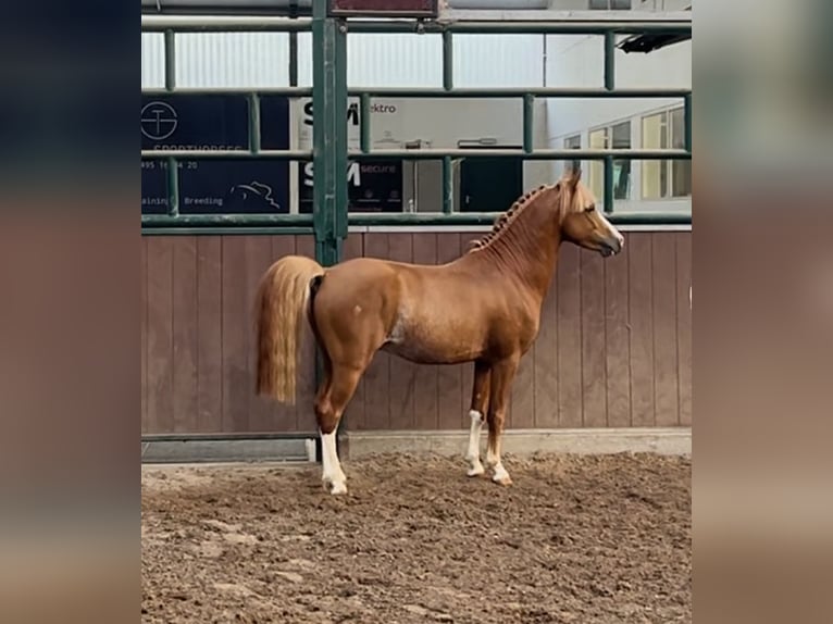 Belgisches Reitpony Hengst 3 Jahre 126 cm Fuchs in GROTE-BROGEL
