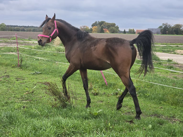 Belgisches Reitpony Hengst 3 Jahre 142 cm Brauner in Warmsen