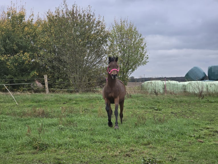 Belgisches Reitpony Hengst 3 Jahre 142 cm Brauner in Warmsen