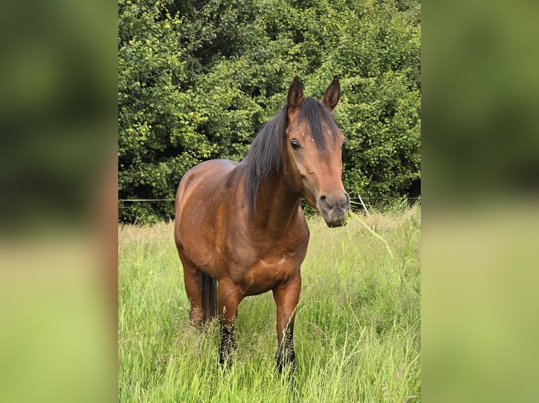 Belgisches Reitpony Hengst 3 Jahre 142 cm Brauner in Warmsen