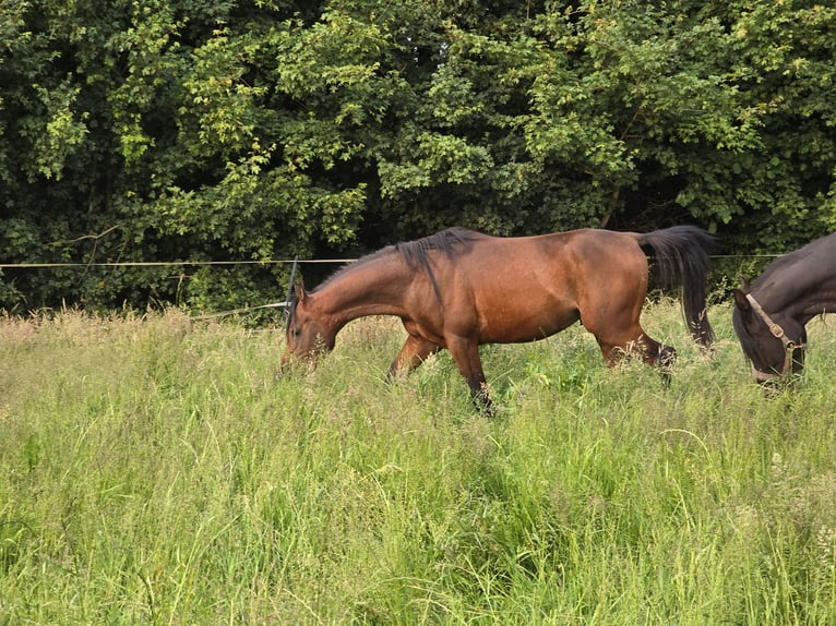 Belgisches Reitpony Hengst 3 Jahre 142 cm Brauner in Warmsen