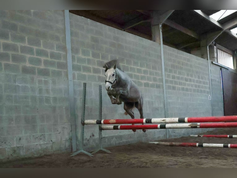 Belgisches Reitpony Hengst 3 Jahre 142 cm Schimmel in Agimont