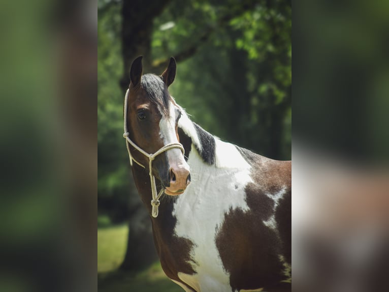 Belgisches Reitpony Hengst 3 Jahre 142 cm  in Chailly-en-Gâtinais