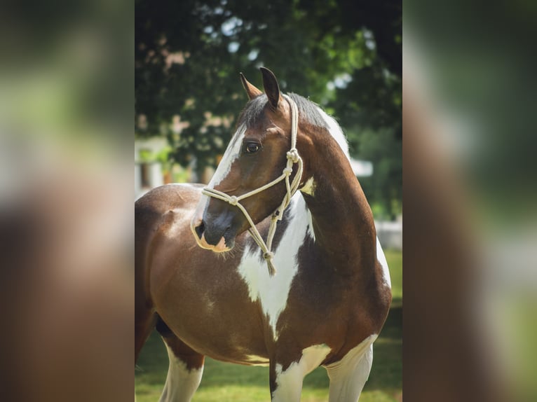 Belgisches Reitpony Hengst 3 Jahre 142 cm  in Chailly-en-Gâtinais