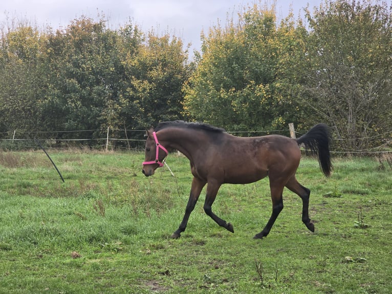 Belgisches Reitpony Hengst 4 Jahre 142 cm Brauner in Warmsen