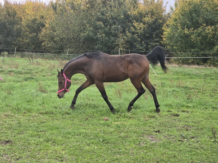 Belgisches Reitpony Hengst 4 Jahre 142 cm Brauner in Warmsen
