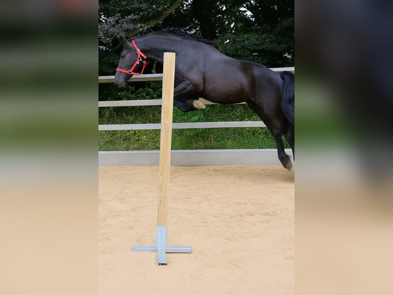 Belgisches Reitpony Hengst 6 Jahre 147 cm Rappe in Landen