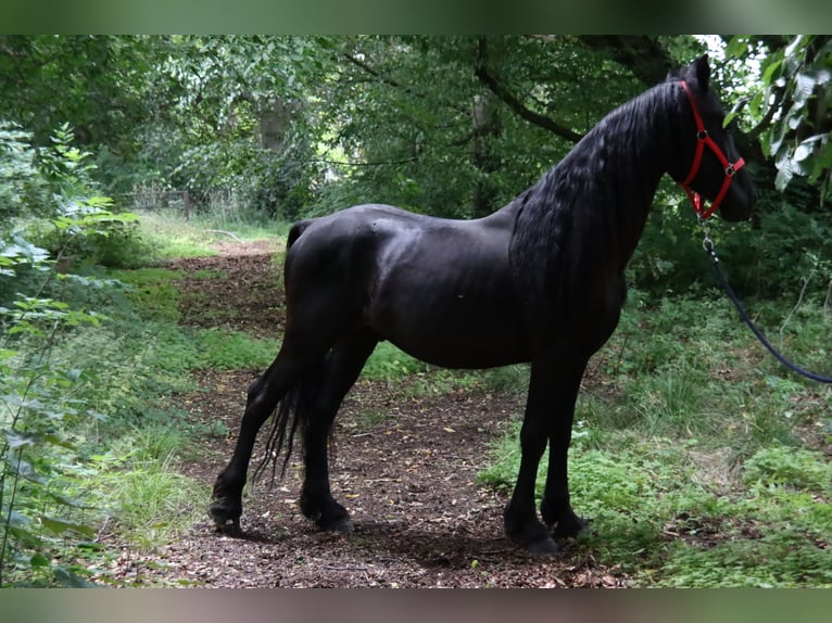 Belgisches Reitpony Hengst 6 Jahre 147 cm Rappe in Landen