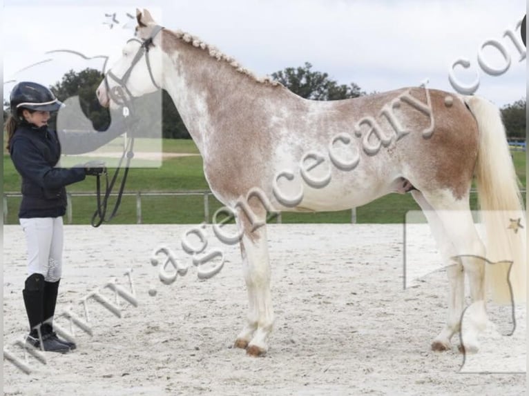 Belgisches Reitpony Hengst 8 Jahre 147 cm Sabino in Vesoul