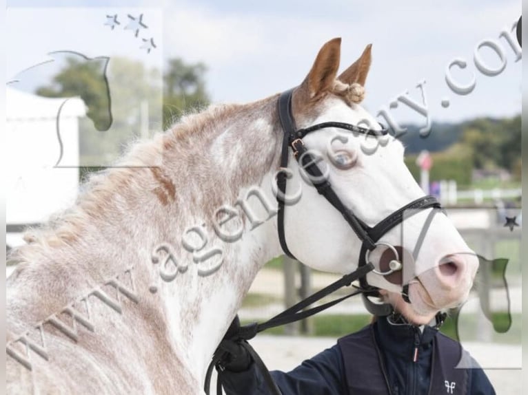 Belgisches Reitpony Hengst 8 Jahre 147 cm Sabino in Vesoul