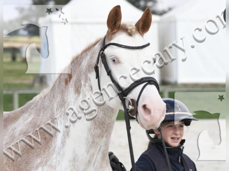 Belgisches Reitpony Hengst 8 Jahre 147 cm Sabino in Vesoul