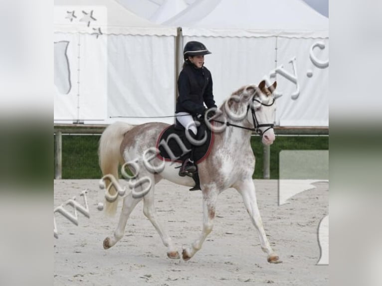 Belgisches Reitpony Hengst 8 Jahre 147 cm Sabino in Vesoul