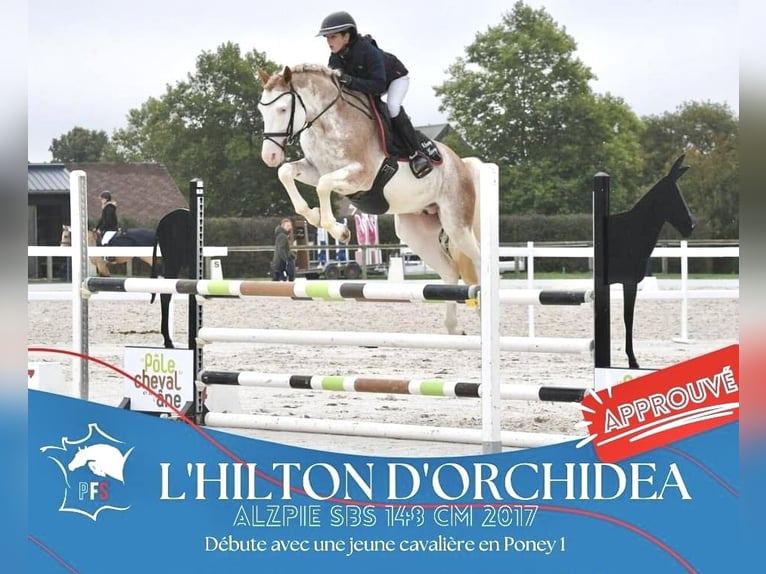 Belgisches Reitpony Hengst 8 Jahre 147 cm Sabino in Vesoul