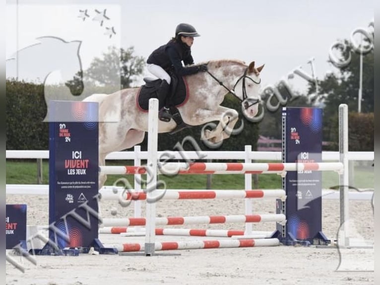 Belgisches Reitpony Hengst 8 Jahre 147 cm Sabino in Vesoul