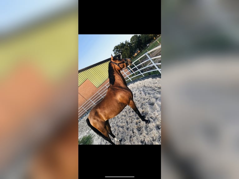 Belgisches Reitpony Hengst 9 Jahre 154 cm Brauner in Castenray