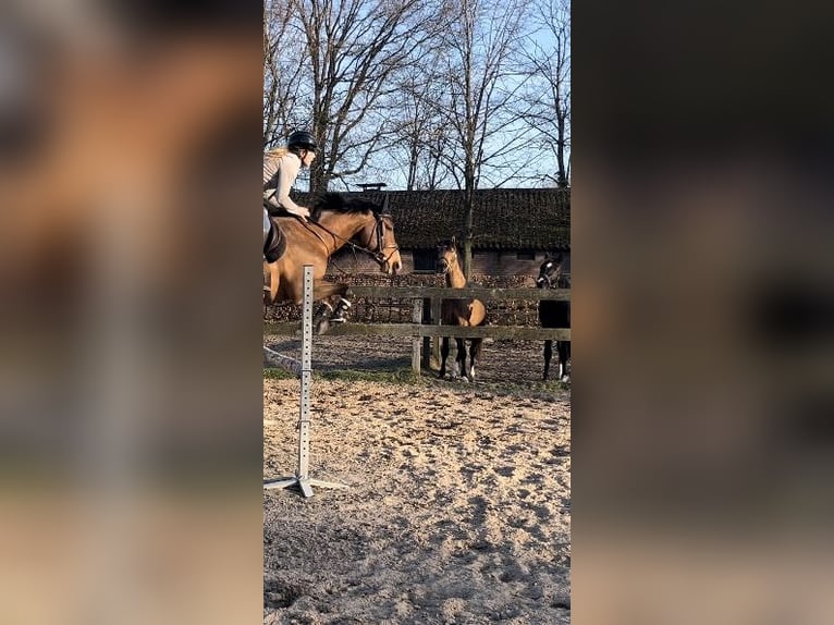 Belgisches Reitpony Hengst 9 Jahre 154 cm Brauner in Castenray
