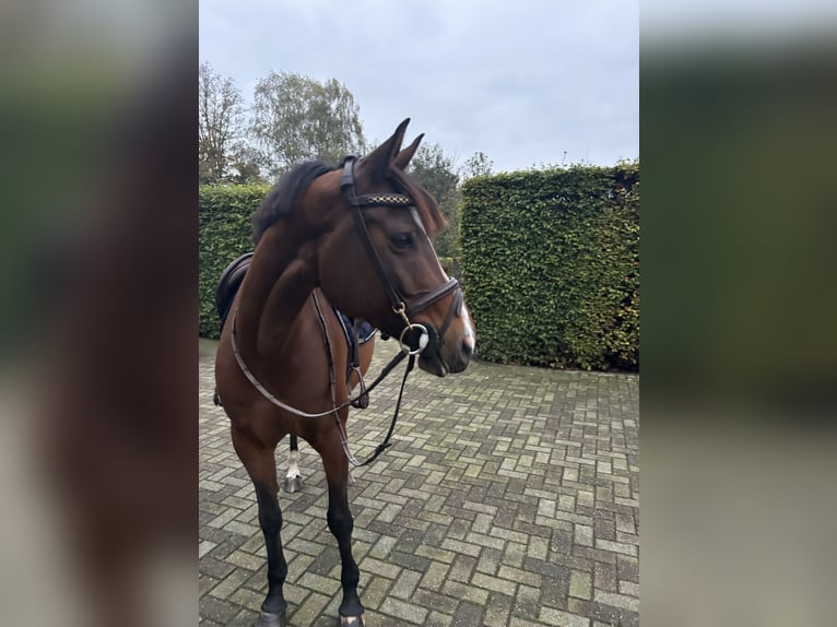 Belgisches Reitpony Hengst 9 Jahre 154 cm Brauner in Castenray