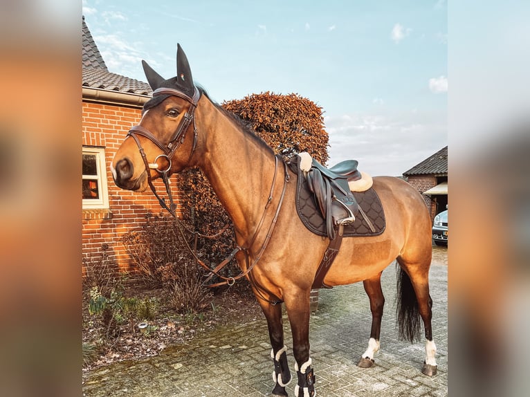 Belgisches Reitpony Hengst 9 Jahre 154 cm Brauner in Castenray