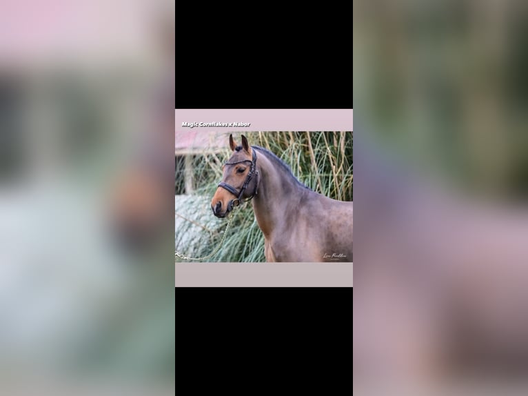 Belgisches Reitpony Hengst 9 Jahre in Montpellier