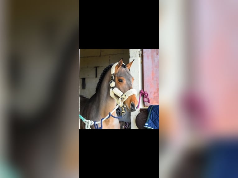 Belgisches Reitpony Hengst 9 Jahre in Montpellier