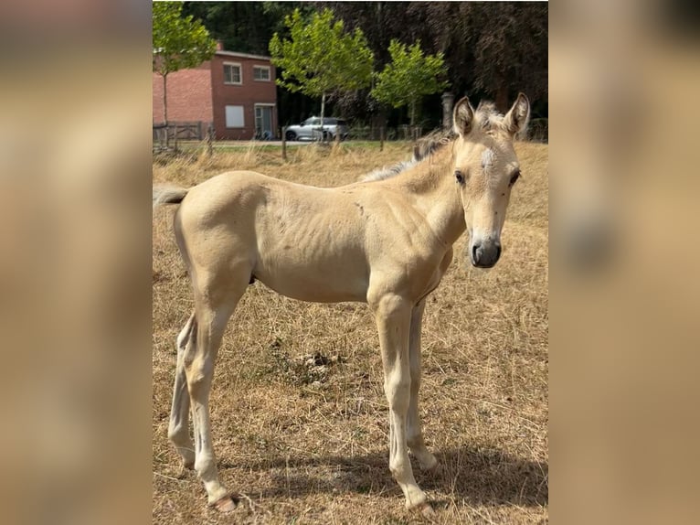 Belgisches Reitpony Hengst Fohlen (06/2026) 145 cm Palomino in Hasselt
