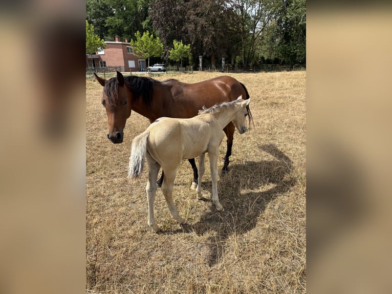 Belgisches Reitpony Hengst Fohlen (06/2026) 145 cm Palomino in Hasselt
