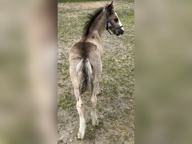 Belgisches Reitpony Hengst Fohlen (04/2026) 147 cm Falbe in Kleve