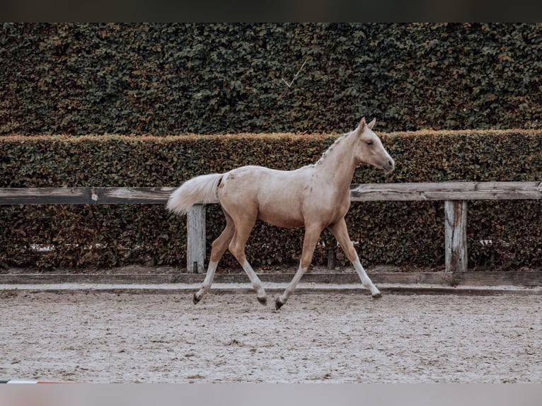 Belgisches Reitpony Hengst Fohlen (02/2025) Palomino in GROTE-BROGEL