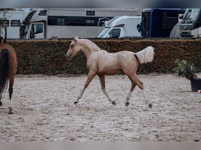 Belgisches Reitpony Hengst Fohlen (02/2025) Palomino in GROTE-BROGEL