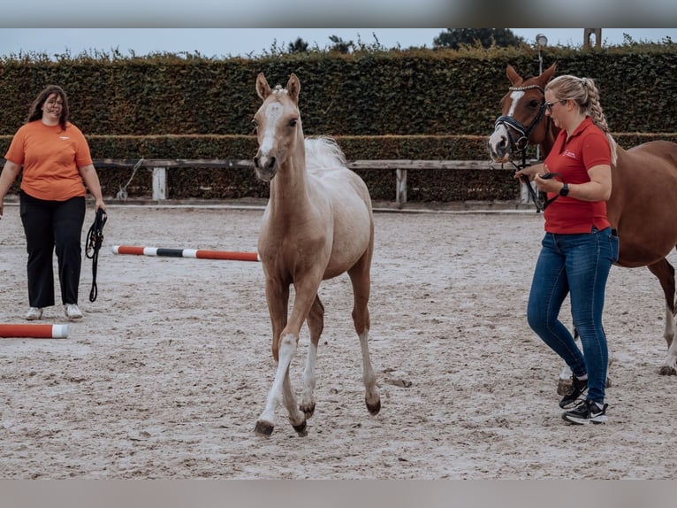 Belgisches Reitpony Hengst Fohlen (02/2025) Palomino in GROTE-BROGEL