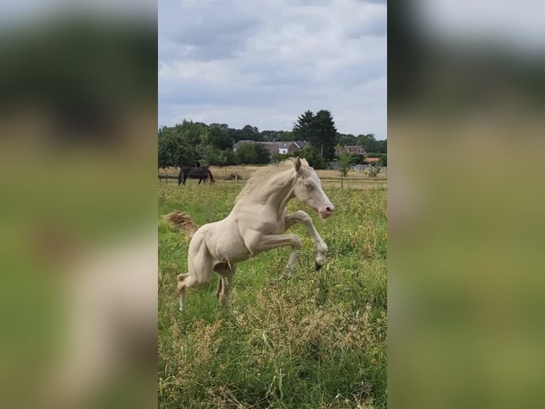 Belgisches Reitpony Hengst  Perlino in Anderlues