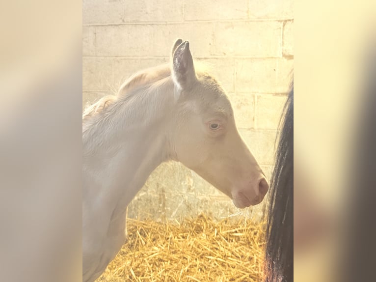 Belgisches Reitpony Hengst  Perlino in Anderlues